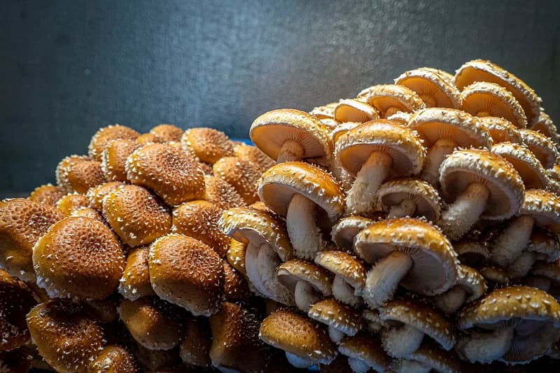Fresh mushrooms in kitchen storage